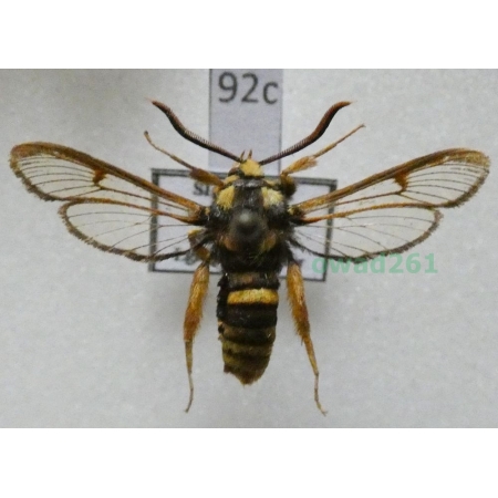 Sesia apiformis (Clerck, 1759) Slovakia92c